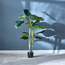 Monstera Tree in Pot - 120 cm-household-gardenandoutdoor-trees-image-1