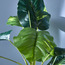 Monstera Tree in Pot - 120 cm-household-gardenandoutdoor-trees-image-2
