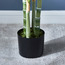Monstera Tree in Pot - 120 cm-household-gardenandoutdoor-trees-image-3