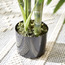 Areca Palm Plant in Pot - 120 cm-household-gardenandoutdoor-trees-image-2