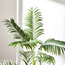 Areca Palm Plant in Pot - 120 cm-household-gardenandoutdoor-trees-image-3