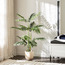 Areca Palm Plant in Pot - 120 cm-household-gardenandoutdoor-trees-image-4