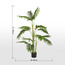 Areca Palm Plant in Pot - 120 cm-household-gardenandoutdoor-trees-image-5
