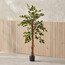 Ficus Tree - 120 cm-household-gardenandoutdoor-trees-image-1