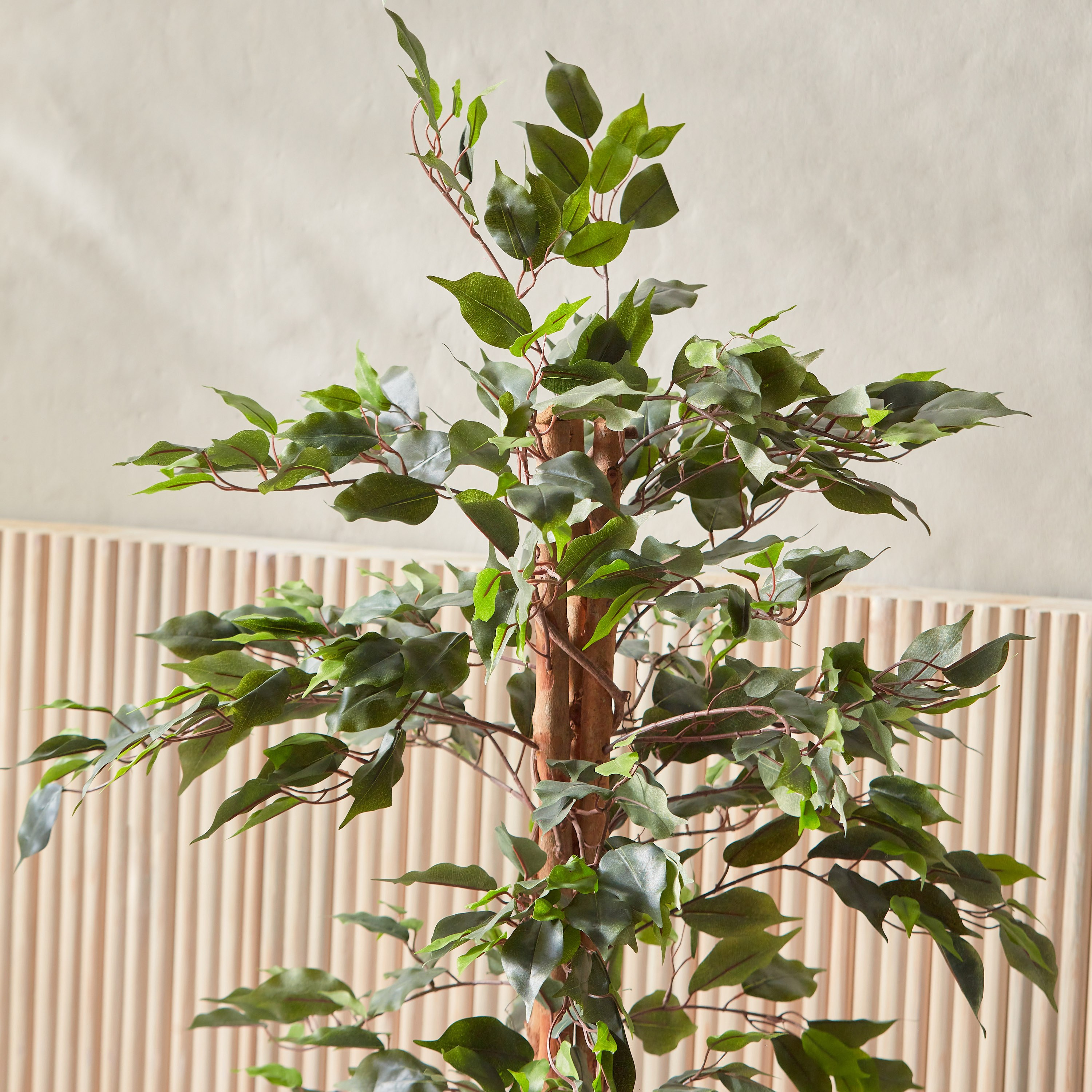 Ficus Tree - 120 cm-household-gardenandoutdoor-trees-image-2