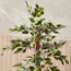 Ficus Tree - 120 cm-household-gardenandoutdoor-trees-image-2