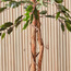 Ficus Tree - 120 cm-household-gardenandoutdoor-trees-image-3