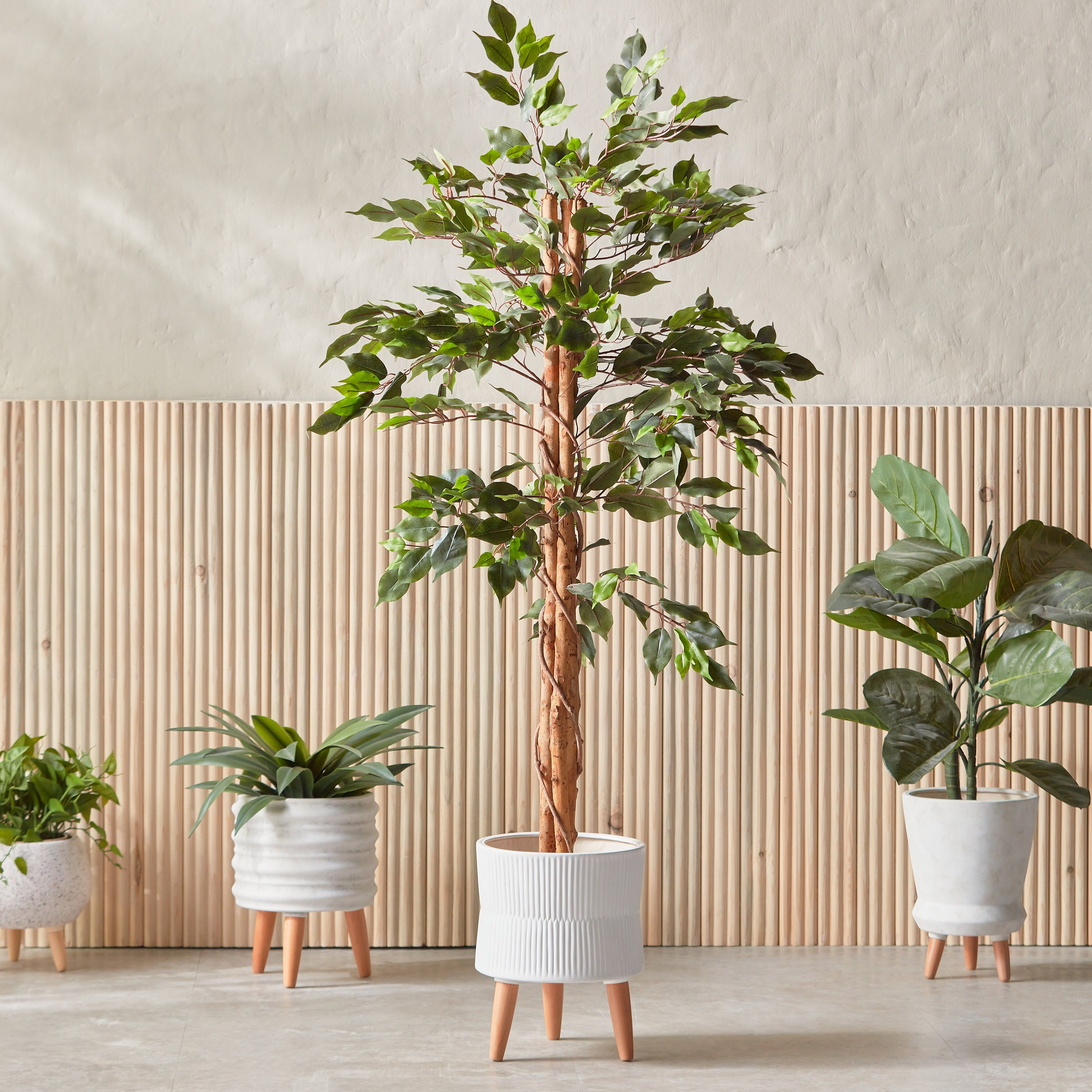 Ficus Tree - 120 cm-household-gardenandoutdoor-trees-image-4