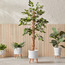 Ficus Tree - 120 cm-household-gardenandoutdoor-trees-image-4