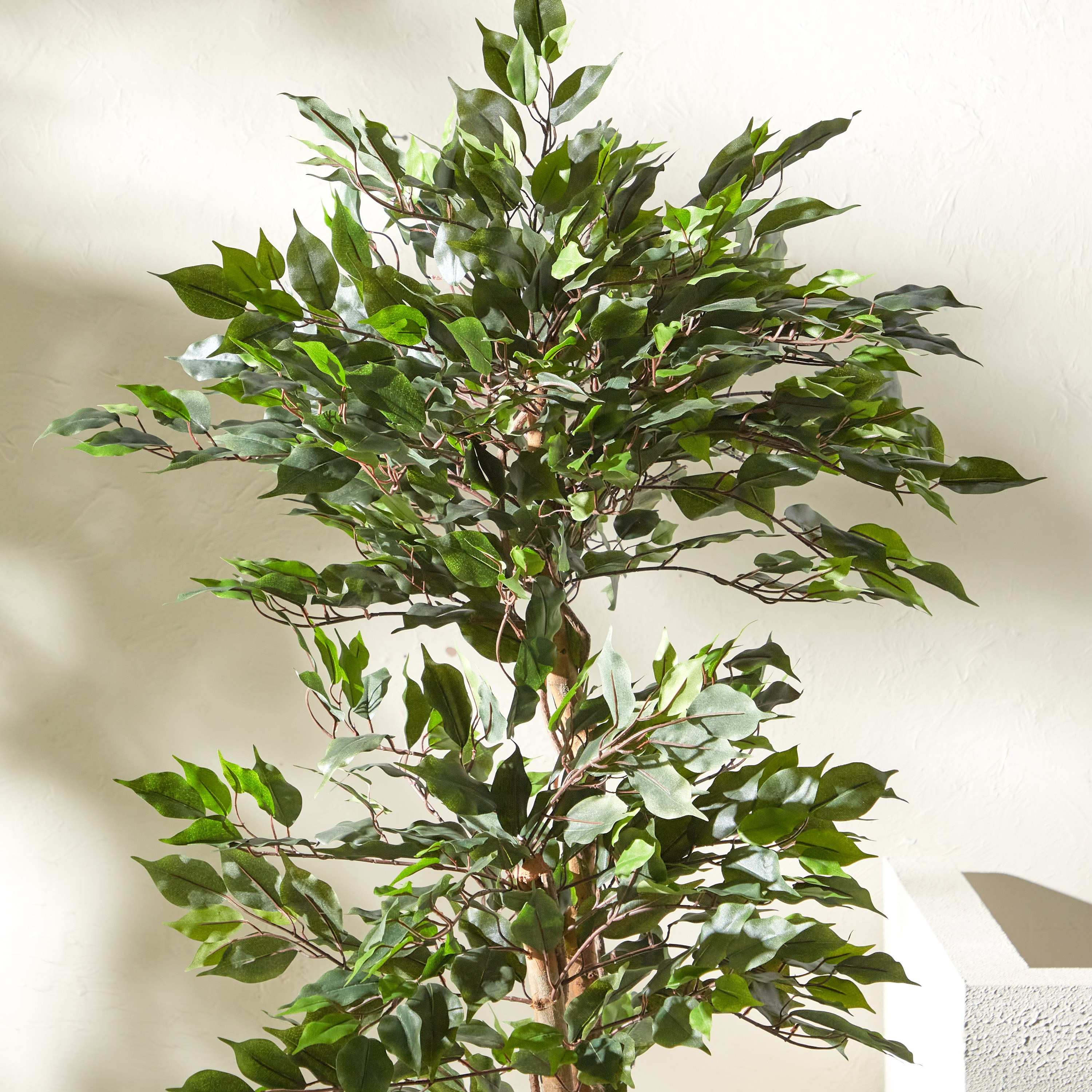 Double Trunk Ficus Tree - 150 cm-household-gardenandoutdoor-trees-image-2
