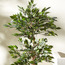 Double Trunk Ficus Tree - 150 cm-household-gardenandoutdoor-trees-image-2
