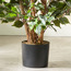 Double Trunk Ficus Tree - 150 cm-household-gardenandoutdoor-trees-image-3