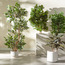 Double Trunk Ficus Tree - 150 cm-household-gardenandoutdoor-trees-image-4