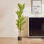 شجرة دراسينا بـ3 فروع - 150 سم-household-gardenandoutdoor-trees-image-4