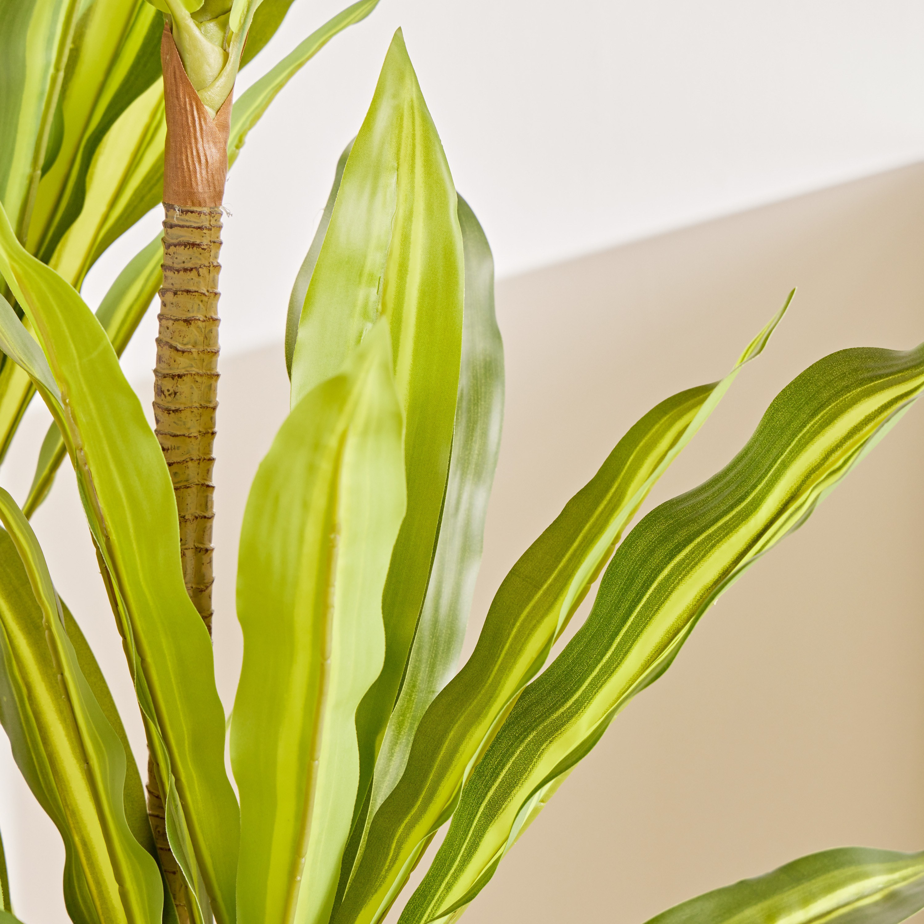 Dracaena 3-Branches Tree - 150 cm-household-gardenandoutdoor-trees-image-2