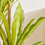 شجرة دراسينا بـ3 فروع - 150 سم-household-gardenandoutdoor-trees-image-3
