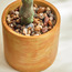 إناء زرع بنبات الماجنوليا - 80 سم-household-gardenandoutdoor-artificialflowersandplants-flowers-image-2
