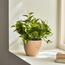 Vine in Wooden Pot - 41 cm-household-gardenandoutdoor-artificialplants-pottedplants-image-1