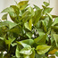 Vine in Wooden Pot - 41 cm-household-gardenandoutdoor-artificialplants-pottedplants-image-3