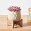 Succulent Plant in Pot - 17 cm-household-gardenandoutdoor-artificialplants-succulents-image-1