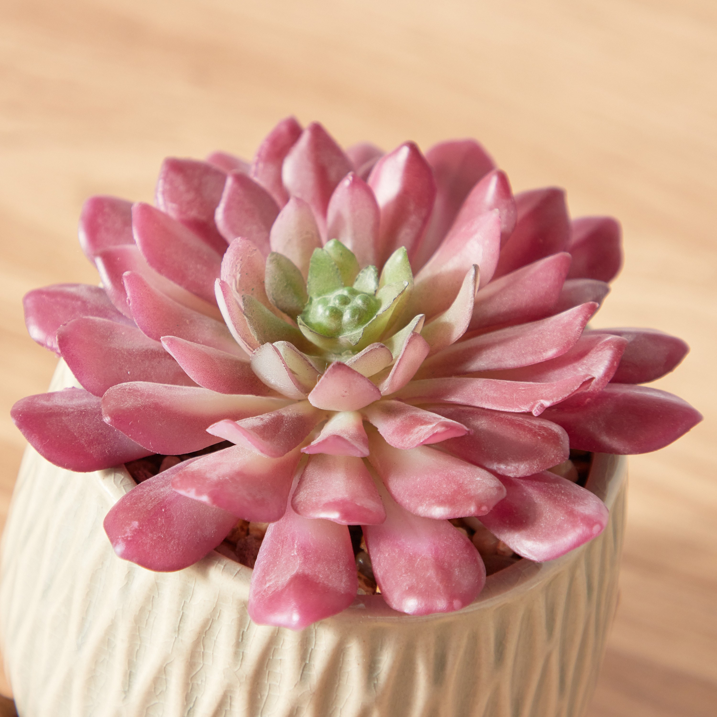 Succulent Plant in Pot - 17 cm-household-gardenandoutdoor-artificialplants-succulents-image-2