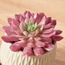 Succulent Plant in Pot - 17 cm-household-gardenandoutdoor-artificialplants-succulents-image-2