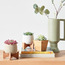 Succulent Plant in Pot - 17 cm-household-gardenandoutdoor-artificialplants-succulents-image-4