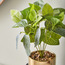 Fittonia Plant in Pot - 31 cm-household-gardenandoutdoor-artificialplants-pottedplants-image-2