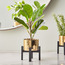 Fiddle Leaf Fig Plant in Pot - 31 cm-binpromo_ALLBANKS_OMN_14032025-image-1