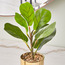Fiddle Leaf Fig Plant in Pot - 31 cm-binpromo_ALLBANKS_OMN_14032025-image-2