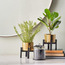 Fiddle Leaf Fig Plant in Pot - 31 cm-binpromo_ALLBANKS_OMN_14032025-image-4