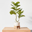 Fiddle Leaf Fig Plant in Pot - 81 cm-binpromo_ALLBANKS_OMN_14032025-image-1