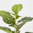 Fiddle Leaf Fig Plant in Pot - 81 cm-binpromo_ALLBANKS_OMN_14032025-image-3