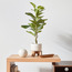 Fiddle Leaf Fig Plant in Pot - 81 cm-binpromo_ALLBANKS_OMN_14032025-image-4