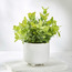 وعاء بأوراق شجر - 28 سم-household-gardenandoutdoor-artificialplants-pottedplants-image-3
