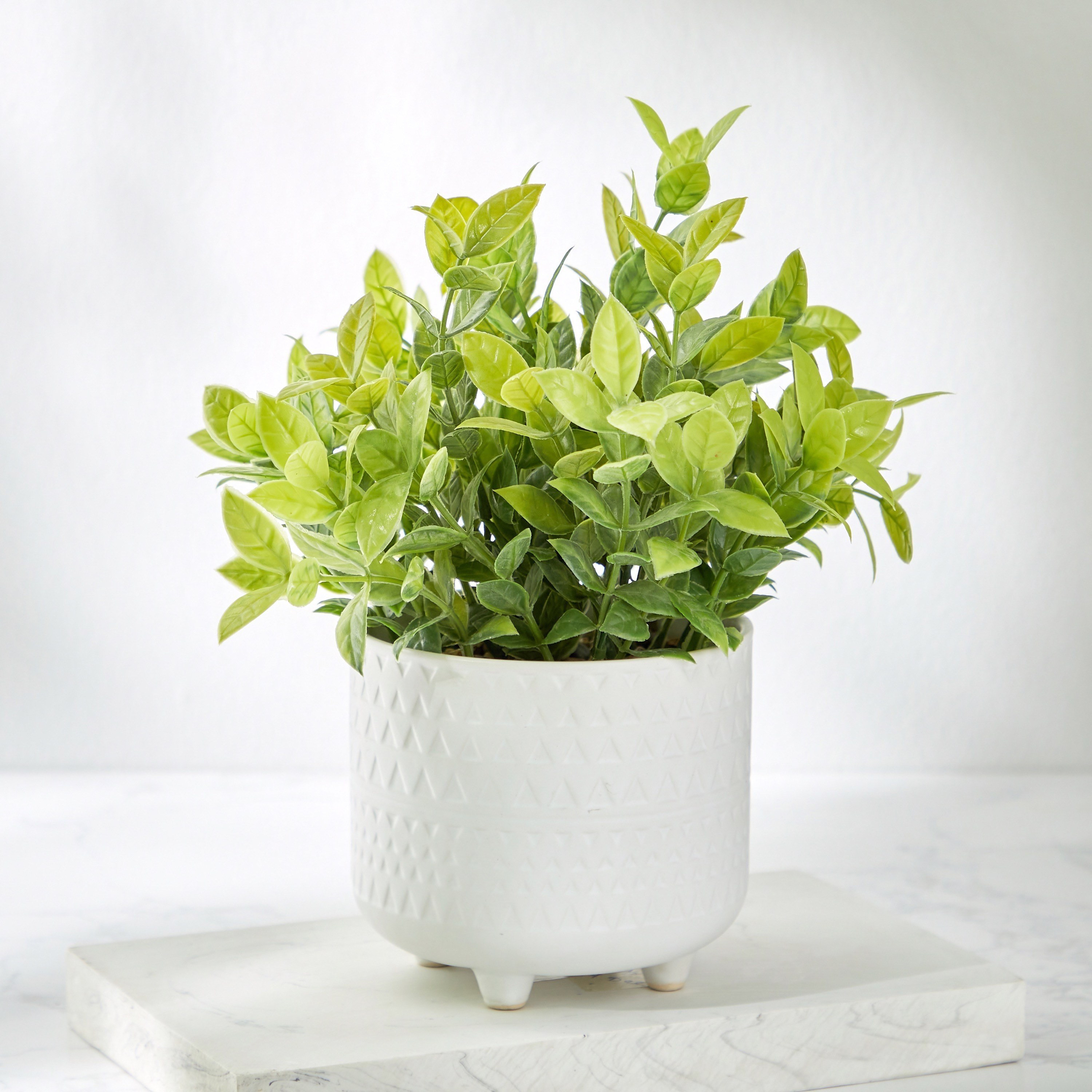 Foliage with Pot - 28 cm