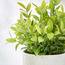 وعاء بأوراق شجر - 28 سم-household-gardenandoutdoor-artificialplants-pottedplants-image-2