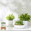 وعاء بأوراق شجر - 28 سم-household-gardenandoutdoor-artificialplants-pottedplants-image-1