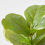 Fiddle Leaf Fig Plant in Pot - 41 cm-household-gardenandoutdoor-artificialplants-pottedplants-image-3