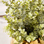 نبتة أوكالبتوس في وعاء - 31 سم-household-gardenandoutdoor-artificialplants-pottedplants-image-2