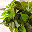 Ivy Plant with Pot - 36 cm-household-gardenandoutdoor-artificialplants-pottedplants-image-2
