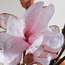 Magnolia Flower Stem - 110 cm-household-gardenandoutdoor-artificialflowersandplants-stems-image-5
