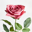 غصن وردة - ريل تتش - 10 سم-household-gardenandoutdoor-artificialflowersandplants-stems-image-2