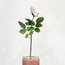 Real Touch Rose Stem - 10 cm-household-gardenandoutdoor-artificialflowersandplants-stems-image-1
