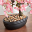 شجرة بونساي في إناء - بيتش بلوسوم - 34 سم-household-gardenandoutdoor-artificialplants-bonsai-image-2