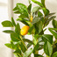 Lemon Plant with Pot - 57 cm-household-gardenandoutdoor-artificialplants-pottedplants-image-3
