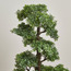 شجرة بونساي - 90 سم-household-gardenandoutdoor-artificialplants-bonsai-image-3