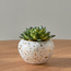 Succulent in Ceramic Pot - 15 cm-household-gardenandoutdoor-artificialplants-succulents-image-1