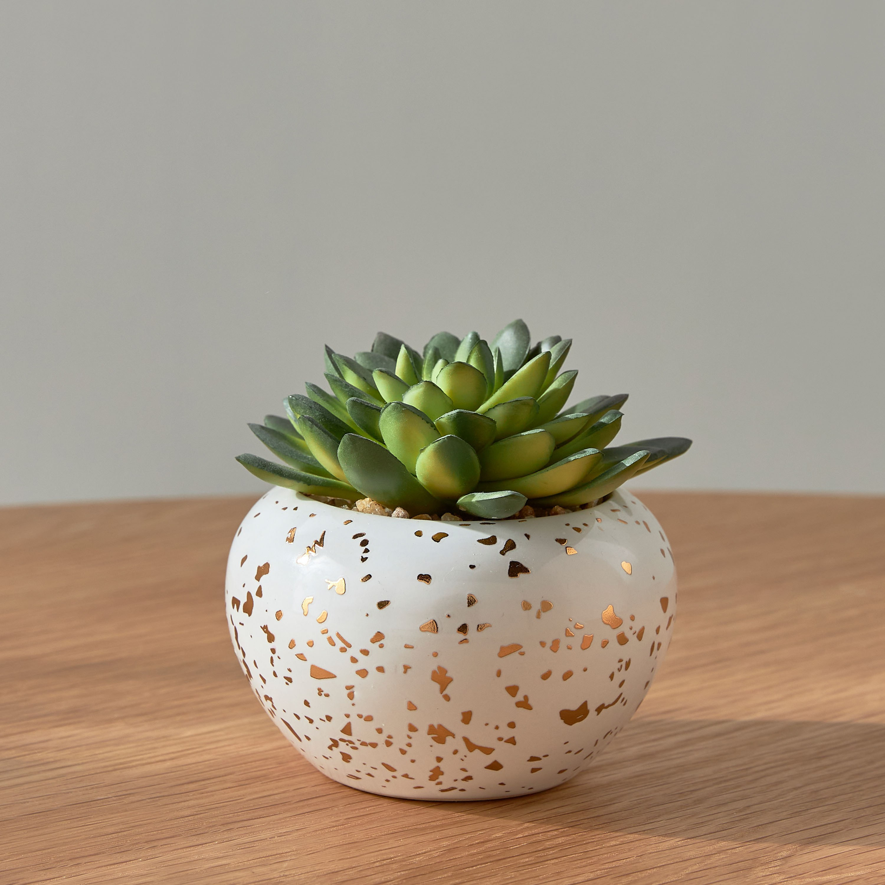 Succulent in Ceramic Pot - 15 cm