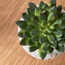 Succulent in Ceramic Pot - 15 cm-household-gardenandoutdoor-artificialplants-succulents-image-2